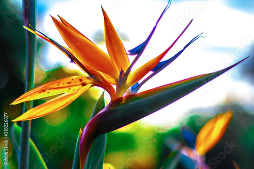 The bird of paradise flower (Strelitzia) on the blur backgrownd. High contrast, closeup © Ksenia