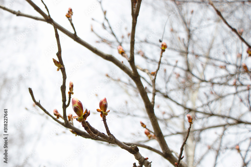 Spring, red buds bloom. Maple branches on a white sky with large buds. Early spring Spring, red buds bloom. Maple branches on a white sky with large buds. Early spring