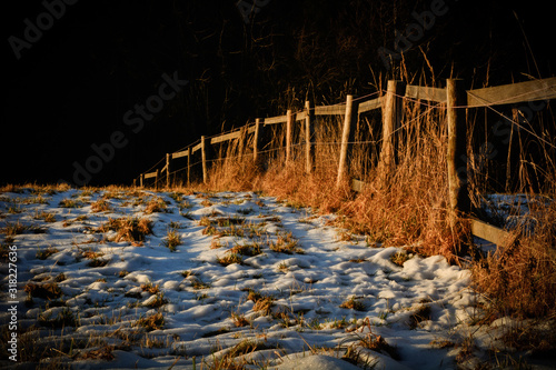 reflection of trees in water
