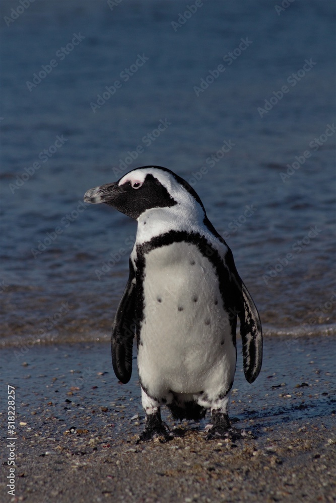 Naklejka premium African Penguin