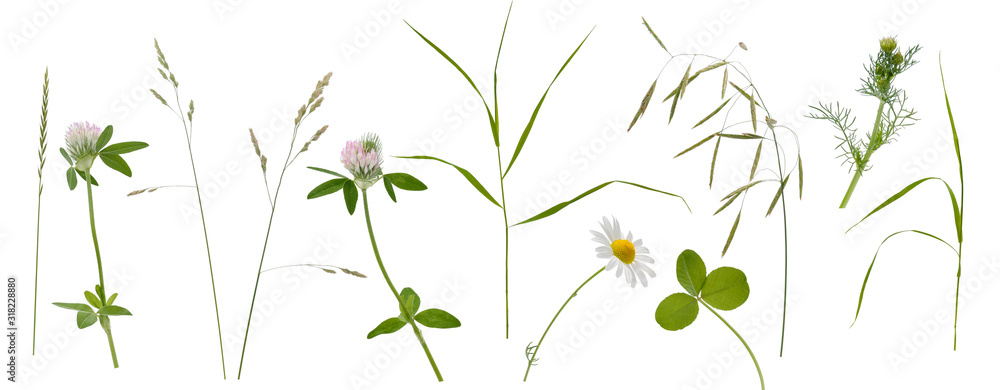 Stems of various meadow grass, flowers and inflorescence on white background - obrazy, fototapety, plakaty 