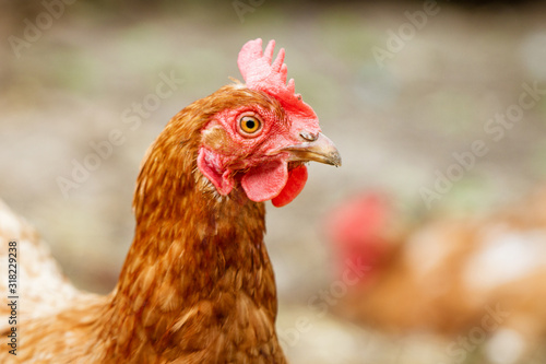 portrait of a red hen in close-up