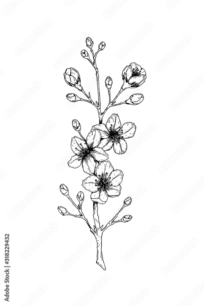 Hand drawn cherry branch in bloom. Vector illustration in sketch style ...