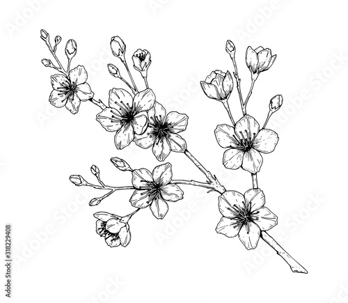 Hand drawn cherry branch in bloom. Vector illustration in sketch style. Vintage spring flowers.