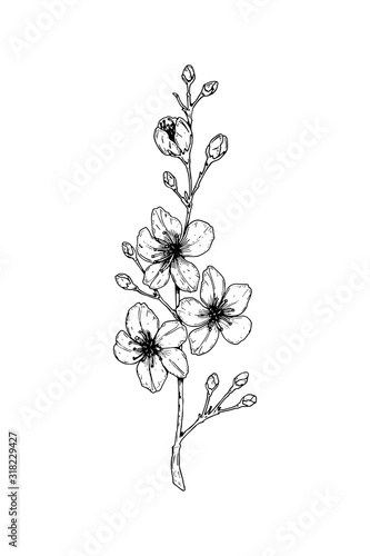 Hand drawn cherry branch in bloom. Vector illustration in sketch style. Vintage spring flowers.
