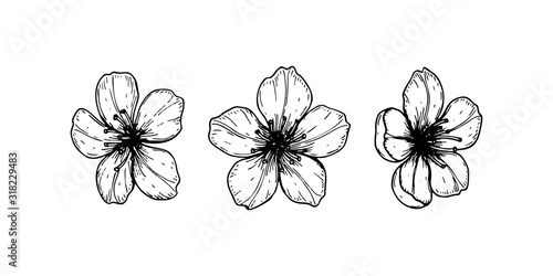 Set of spring cherry flowers. Vector illustration in sketch style isolated on white
