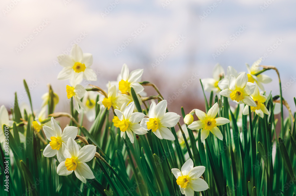 Beautiful daffodil flowers growing in a spring garden Beautiful daffodil flowers growing in a spring garden