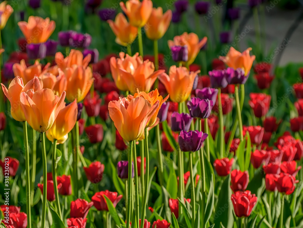 Tulip festival in St. Petersburg in the public Park on Elagin island in may 2019. Admission to the festival is free. Tulip festival in St. Petersburg in the public Park on Elagin island in may 2019. Admission to the festival is free.