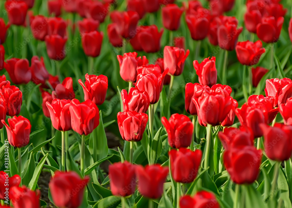 Tulip festival in St. Petersburg in the public Park on Elagin island in may 2019. Admission to the festival is free. Tulip festival in St. Petersburg in the public Park on Elagin island in may 2019. Admission to the festival is free.