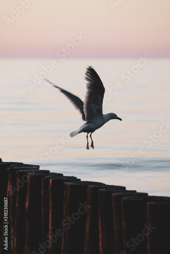 Seagulls on breakwater in Ustronie Morskie