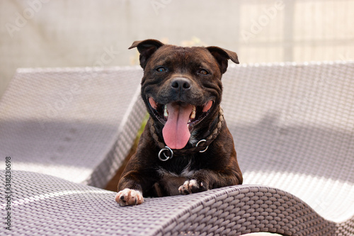 Staffordshire Bullterrier Portrait photo