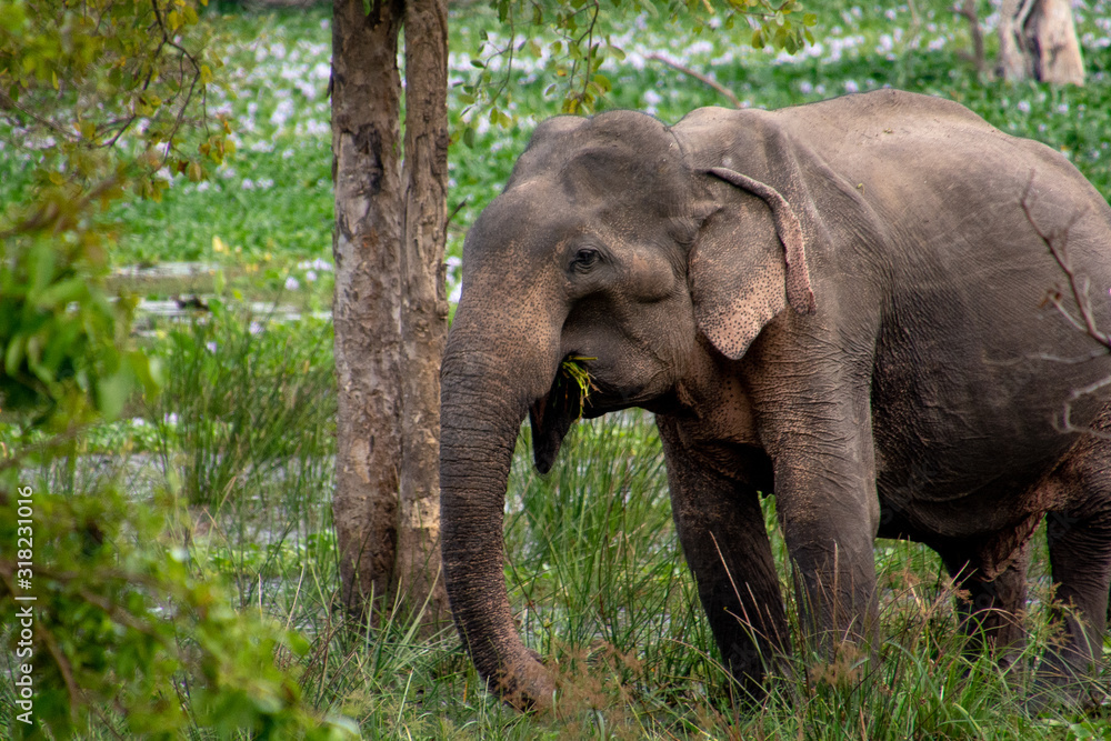 Obraz premium Un pequeño elefante de Sri Lanka