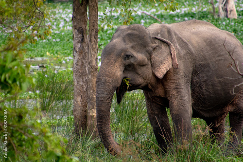 Un pequeño elefante de Sri Lanka