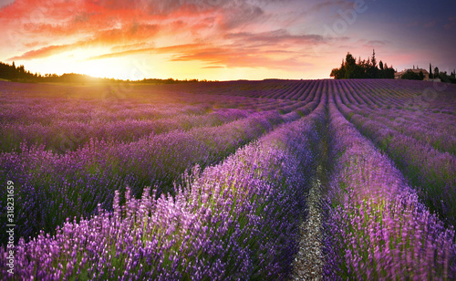 View of lavender field at sunrise in Provence  France