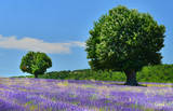 View of lavender field in Provence, France