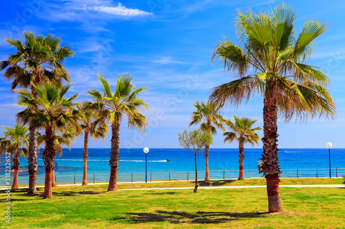 Palm trees on coastal promenade along sandy beach in Spain on sunny summer day, Playa Flamenca