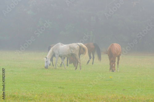 Konie we mgle. © boguslavus