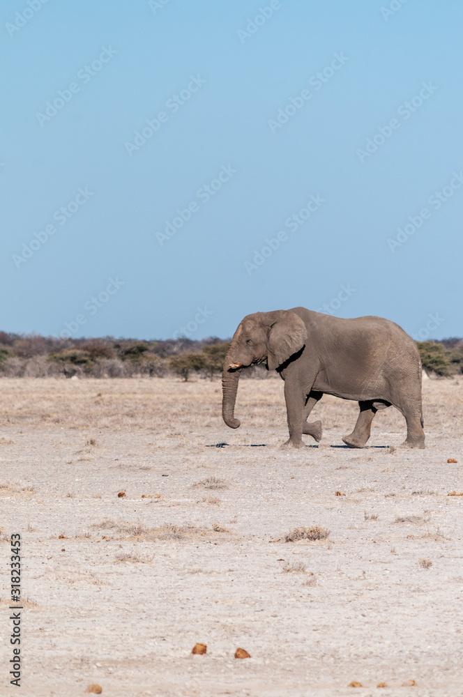 Fototapeta premium One big male African Elephant -Loxodonta Africana- walking down the plains of Etosha National Park.