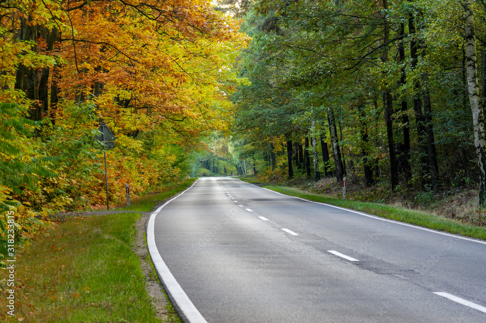 Fototapeta premium Asfaltowa droga jesienią.