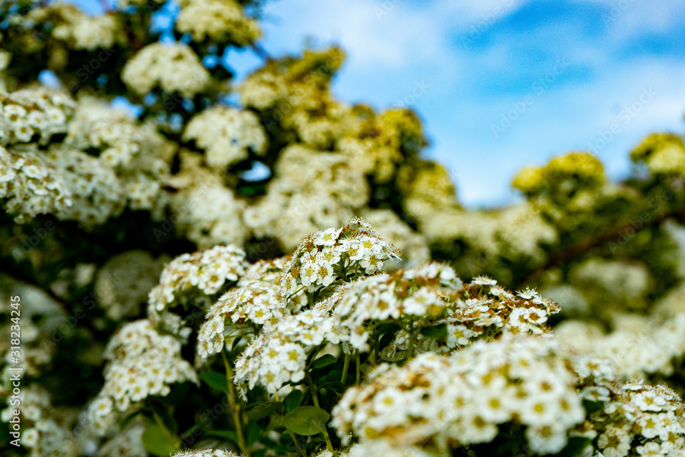 Blooming spirea or meadowsweet. Branches with white flowers Blooming spirea or meadowsweet. Branches with white flowers