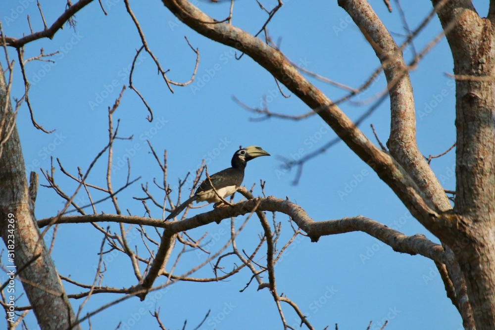 Oriental pied hornbill (Anthracoceros albirostris) in Kui Buri National Park, Thailand Oriental pied hornbill (Anthracoceros albirostris) in Kui Buri National Park, Thailand