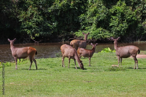 Deer herd in Khao Yai national Park, Thailand