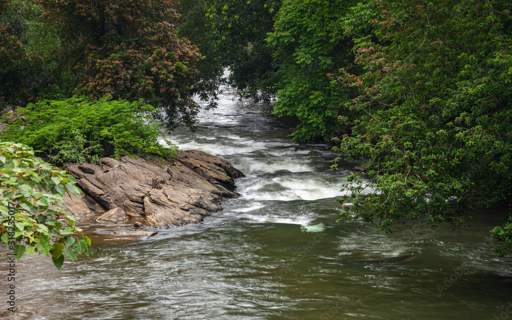 Lifelines, river and the forest