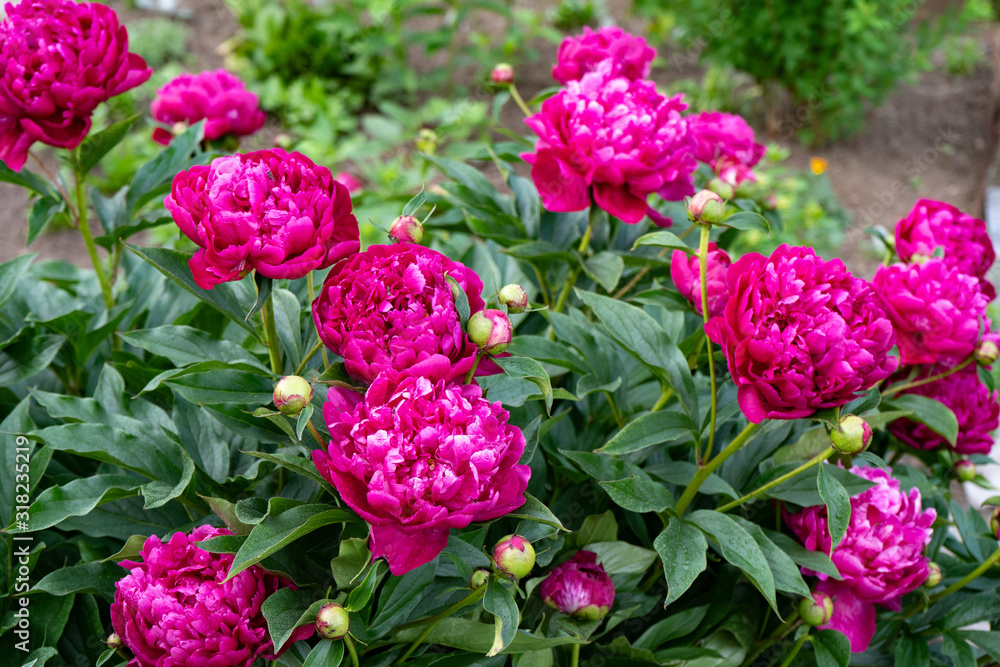 Red peony flower on a background of green leaves in the garden Red peony flower on a background of green leaves in the garden