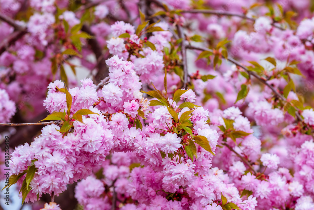 Cherry blossoms. Pink flowers. Sakura Cherry blossoms. Pink flowers. Sakura