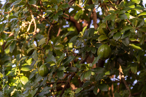 Persea americana Mill tree with hanging and green fruits.