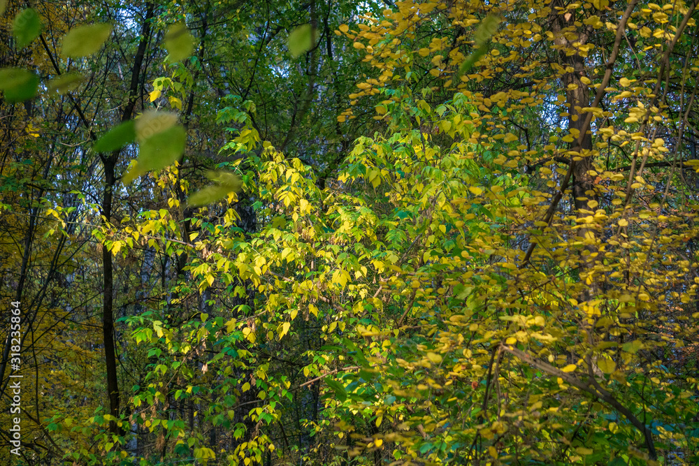 leaves in the forest leaves in the forest