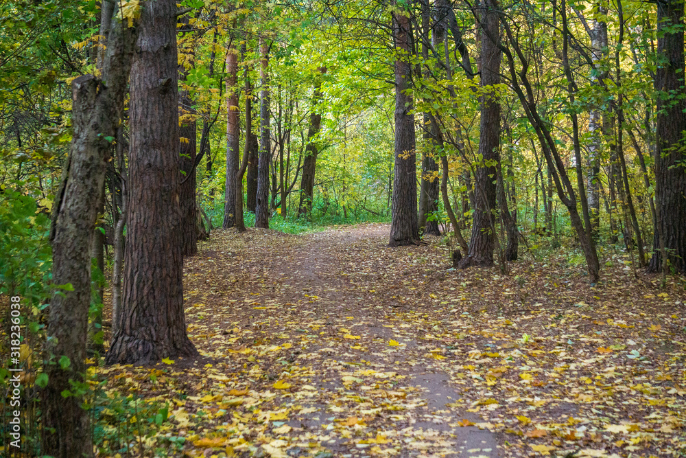 path in the forest path in the forest