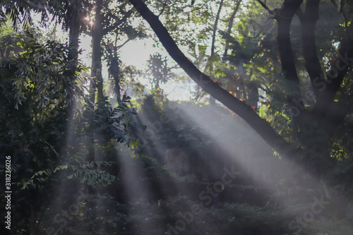 Sun rays peeping through the trees in forest