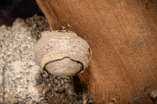 Round abandoned gray wasp nest hangs on a wooden beam