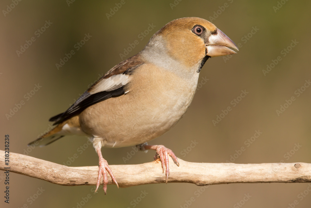 Hawfinch (Coccothraustes coccothraustes) passerine bird in finch family, close up photo