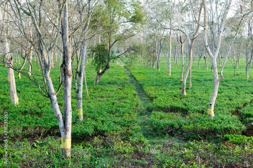 Assam tea garden at Dibrugarh, Assam state, India