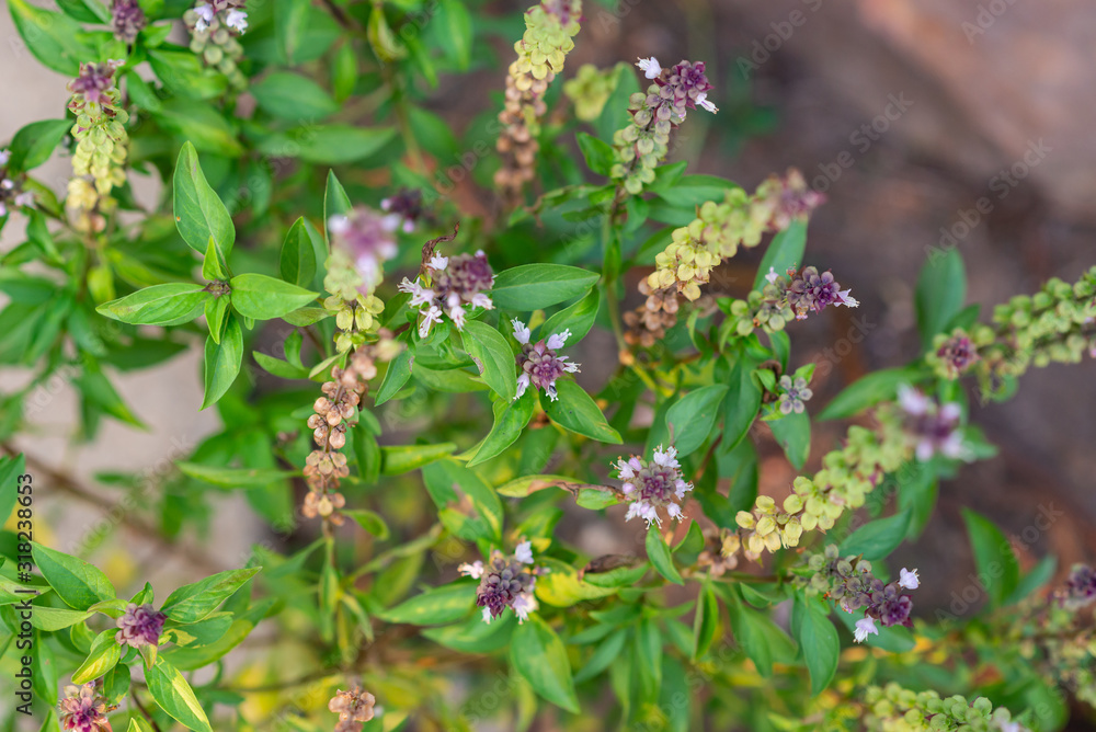 Forest flowers in the morning Forest flowers in the morning