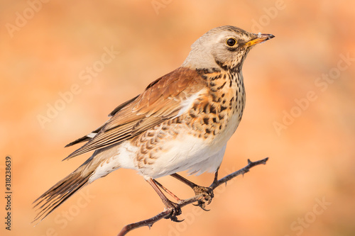 Fieldfare (Turdus pilaris) brown spotted thrush bird close up, turdidae family