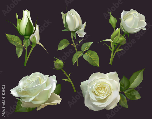 Realistic roses bouquet. White rose flowers with leaves, floral roses bouquets, gardening pastel colors blossom bunch vector illustration set. close up natural botanic elements for wedding card
