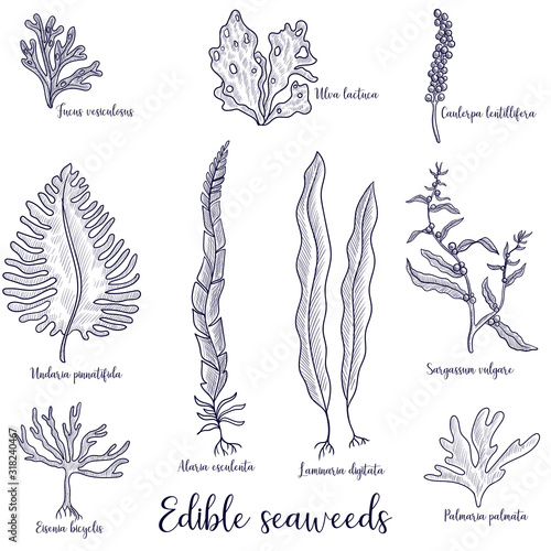 vector drawing edible seaweed