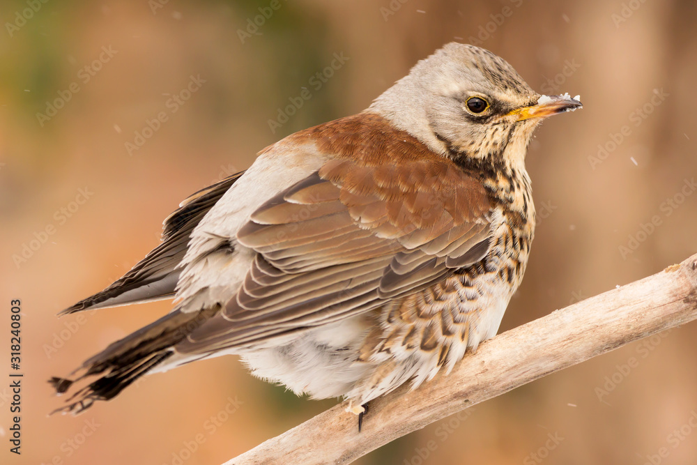 Fieldfare (Turdus pilaris) brown spotted thrush bird close up, turdidae family Fieldfare (Turdus pilaris) brown spotted thrush bird close up, turdidae family