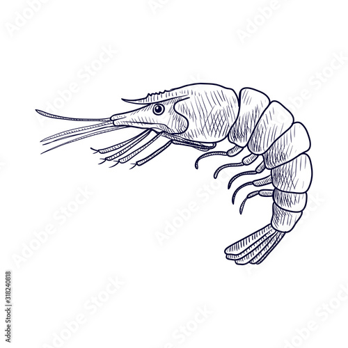 vector drawing shrimp
