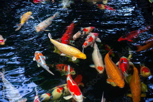 Koi fish swimming in the pond