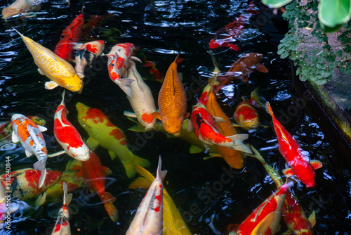 Koi fish swimming in the pond