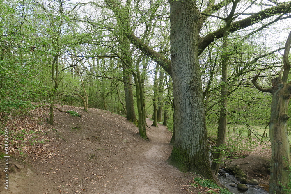 Fototapeta premium Frühling im Wald