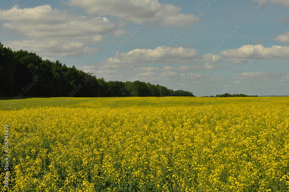 Mazury