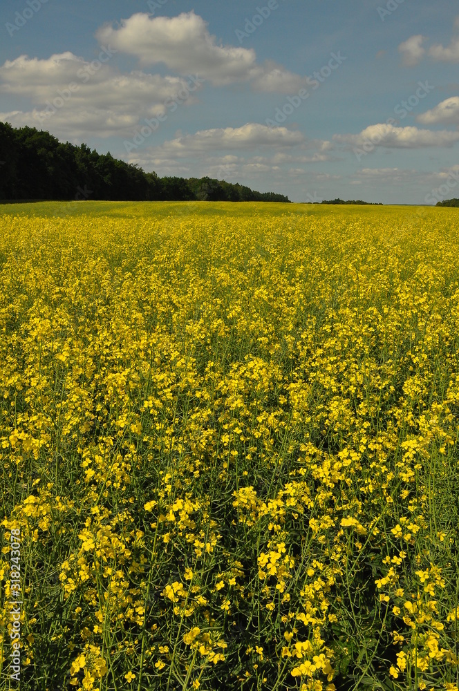 Mazury - pole rzepaku