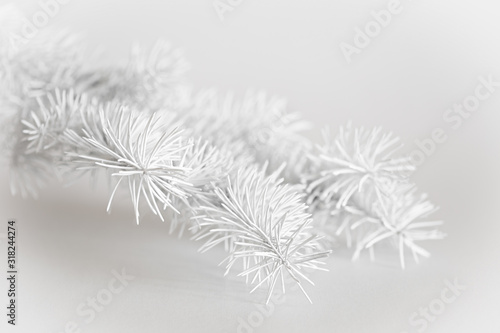 White spruce branch on a light background. Christmas  New Year theme.