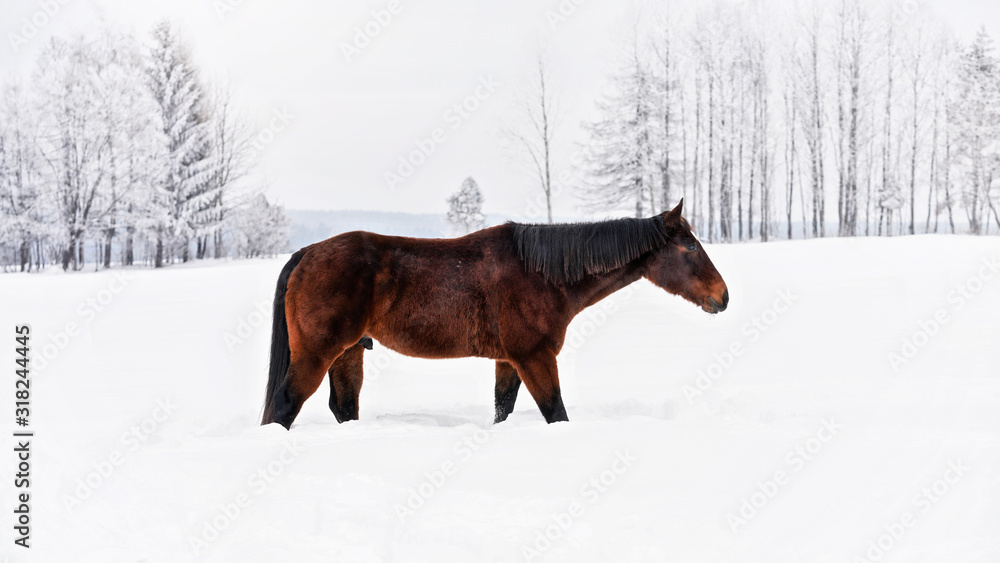 Dark brown horse walks on snow covered meadow, trees in background, side view Dark brown horse walks on snow covered meadow, trees in background, side view