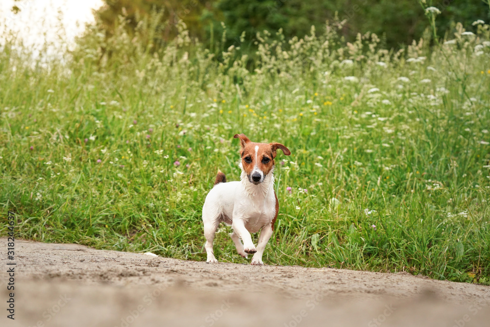 Small Jack Russell terrier, her fur wet from swimming in river, walking on country dusty road, tall grass with meadow flowers background Small Jack Russell terrier, her fur wet from swimming in river, walking on country dusty road, tall grass with meadow flowers background